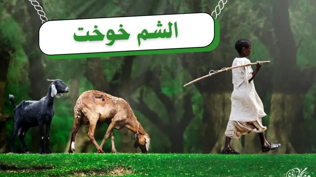 غلاف قصيدة "الشم خوخت" بتصميم يعكس الطابع الريفي السوداني، مع ألوان ترابية دافئة وخط عربي أنيق، يجسد مشهداً للطبيعة والمراعي بأسلوب شعري يعبر عن النص.